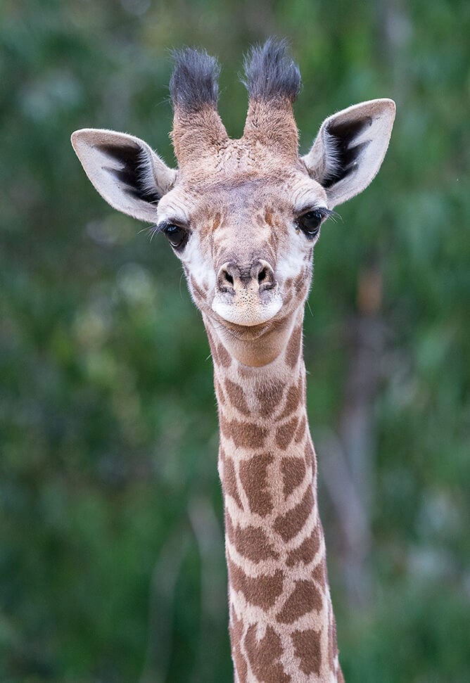 giraffe
