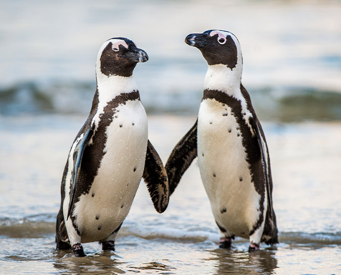 San Diego Zoo Penguin Day Adopt