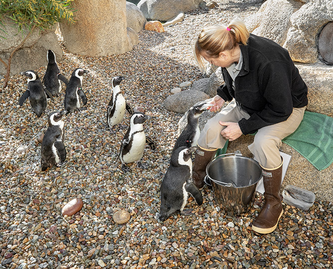 San Diego Zoo Penguin Day Ask an Ally