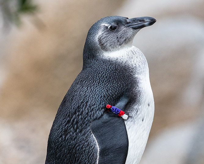 San Diego Zoo Penguin Day Dapper