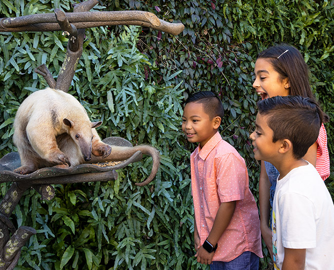 San Diego Zoo Earth Day Wildlife Encounters