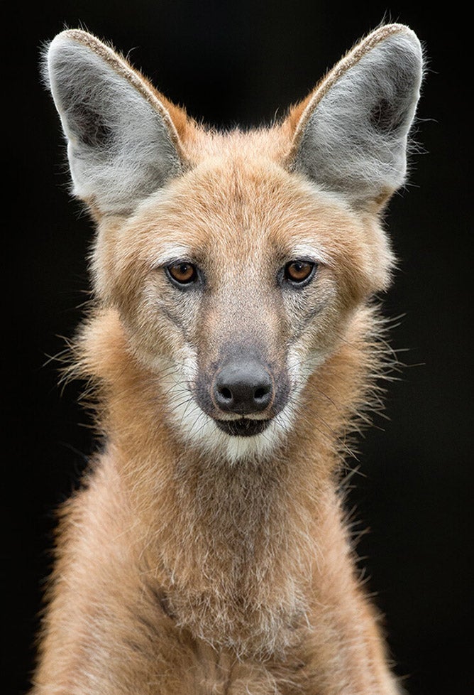 Maned wolf