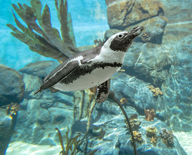 penguin diving underwater