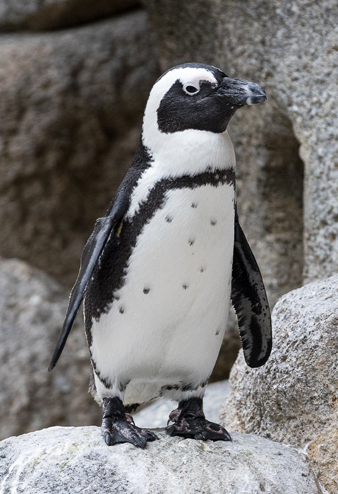 African penguin