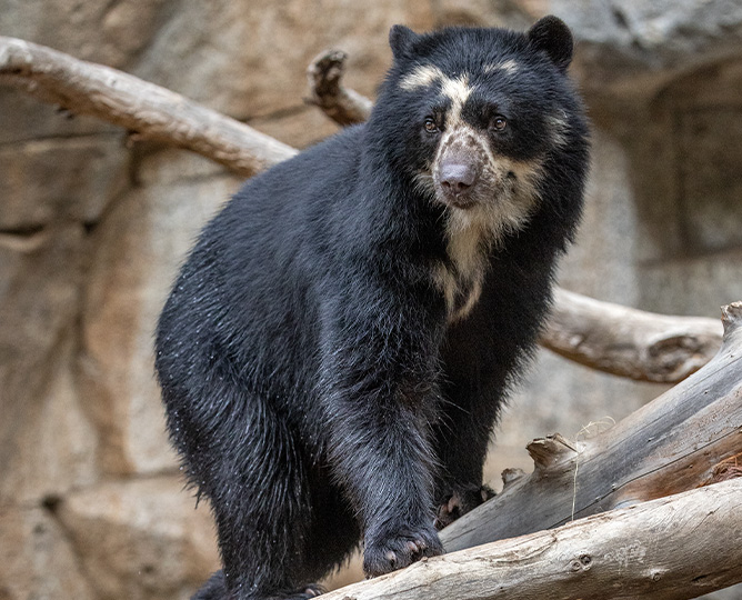 Andean bear on a branch