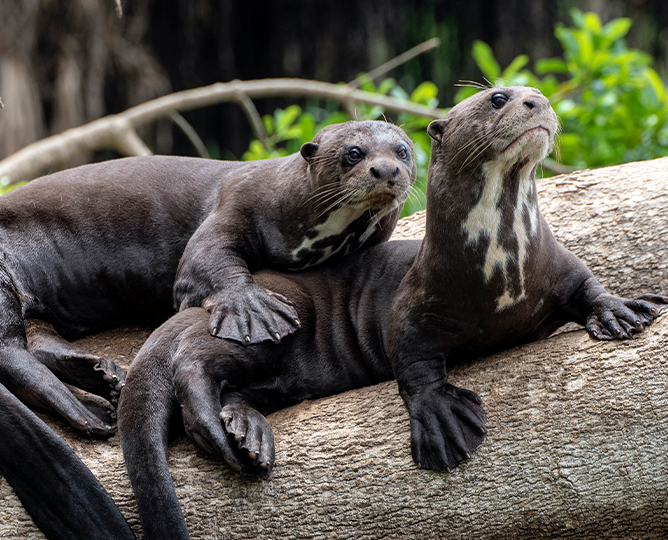 two giant otters