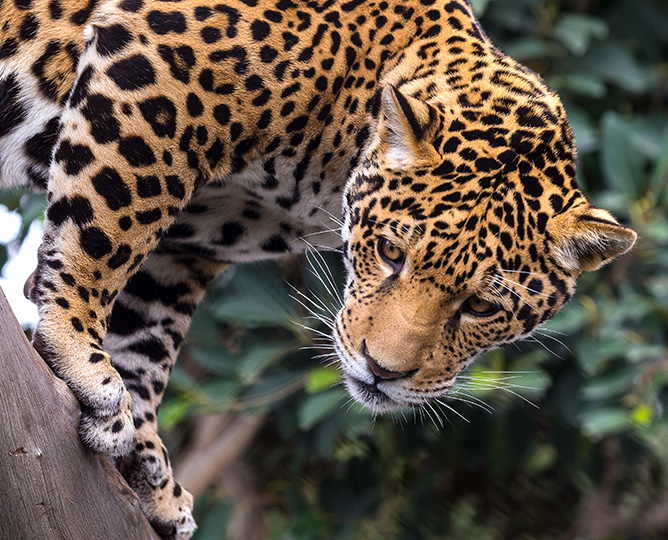 jaguar closeup