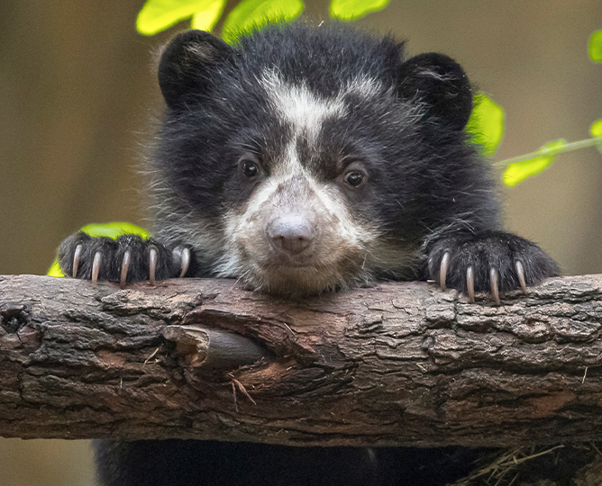 photo of a bear cub