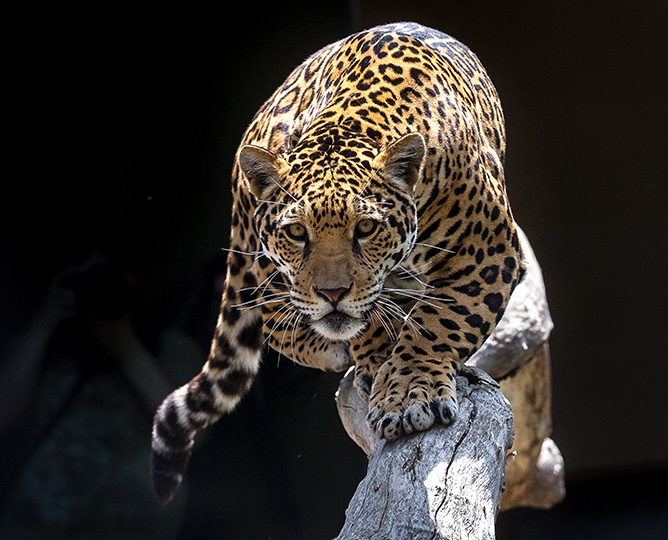 jaguar on a branch getting ready to pounce