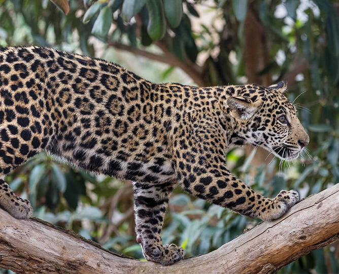 jaguar walking across a branch