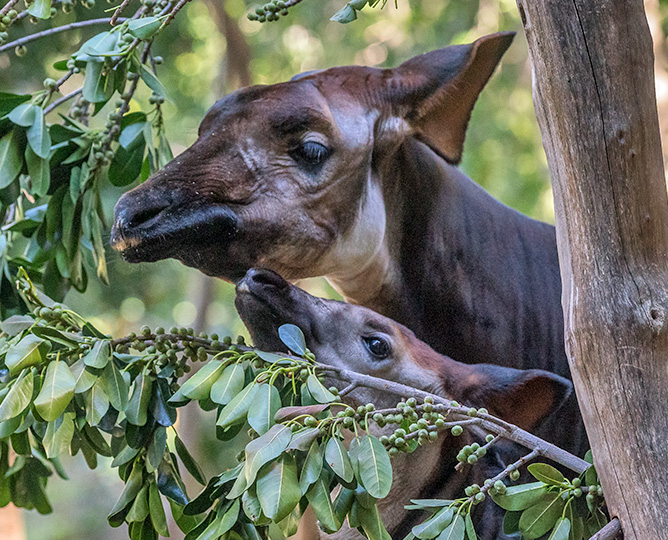 Close up of mama and baby okapi eating branches