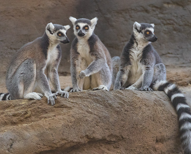 photo of three ringtail lemurs sitting on a rock