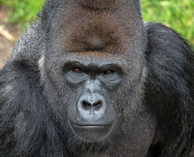 close up of a gorilla