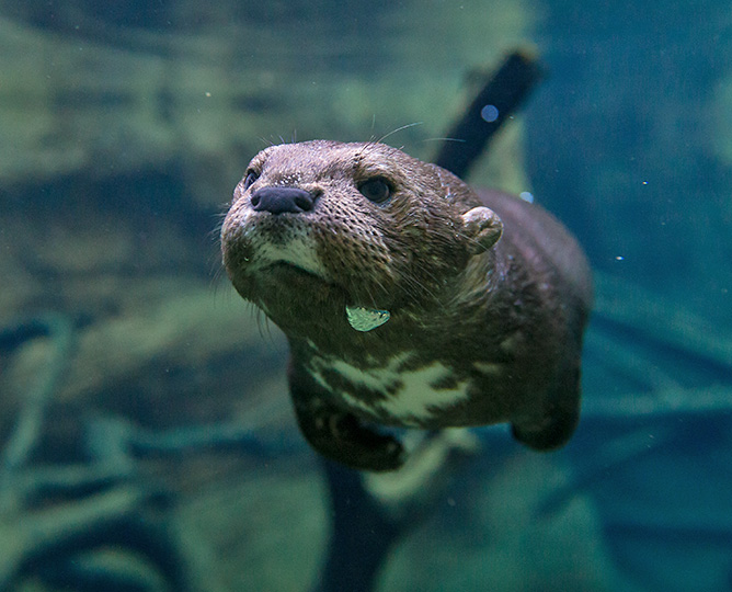 Closeup image of otter swimming underwater