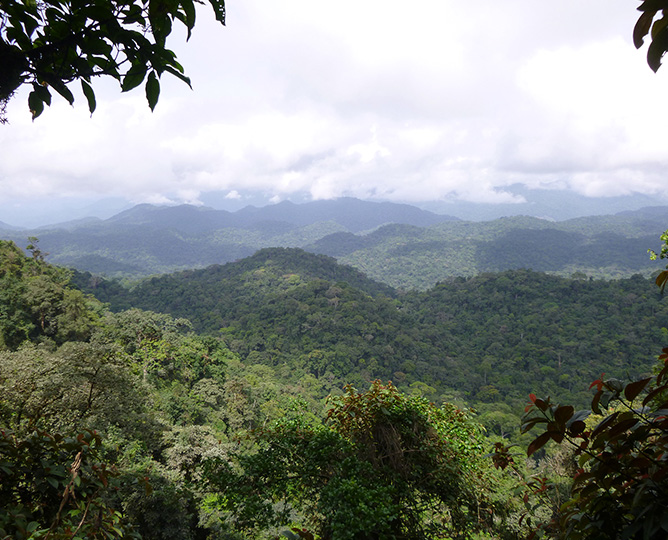 landscape photo of Ebo Forest courtesy ZSSD Daniel Mfossa 