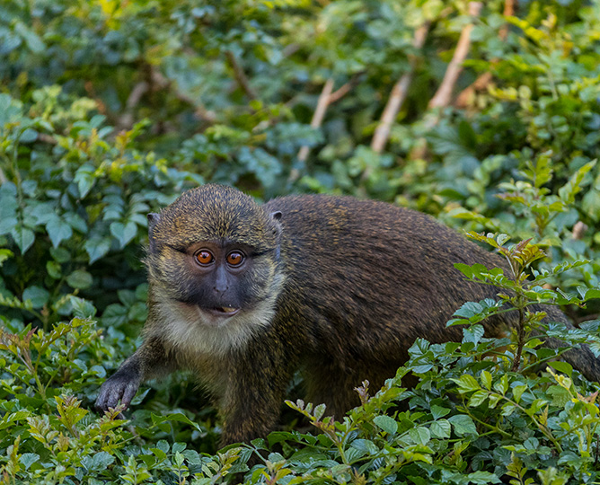 photo of monkey in foliage