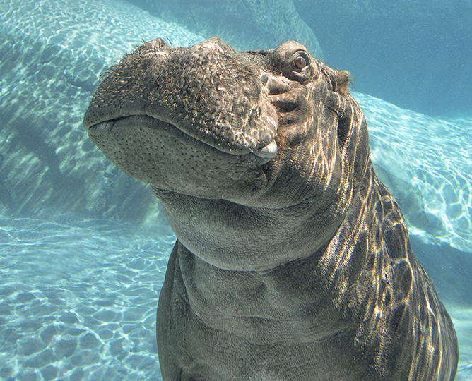 photo of hippo underwater at the zoo