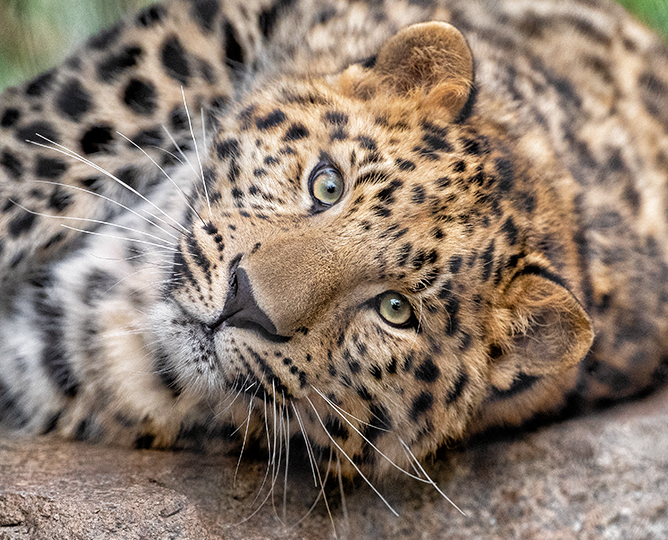 leopard laying down looking into the camera