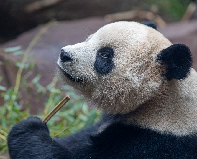 Panda face with bamboo in hand