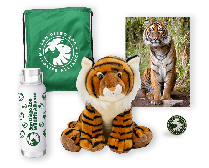 tiger adoption gift package with plush animal, pin, and postcard