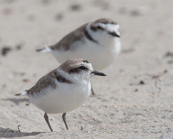 small white birds standing together