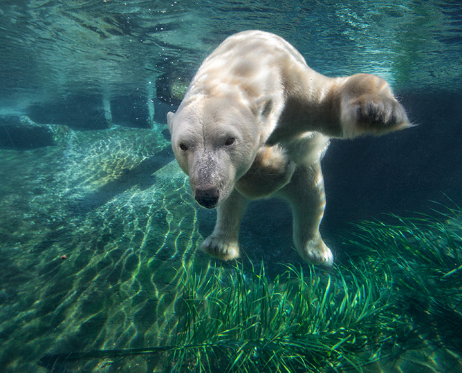 polar bear swimming underwater