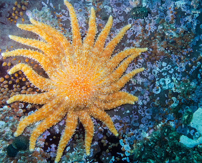 sea star photo