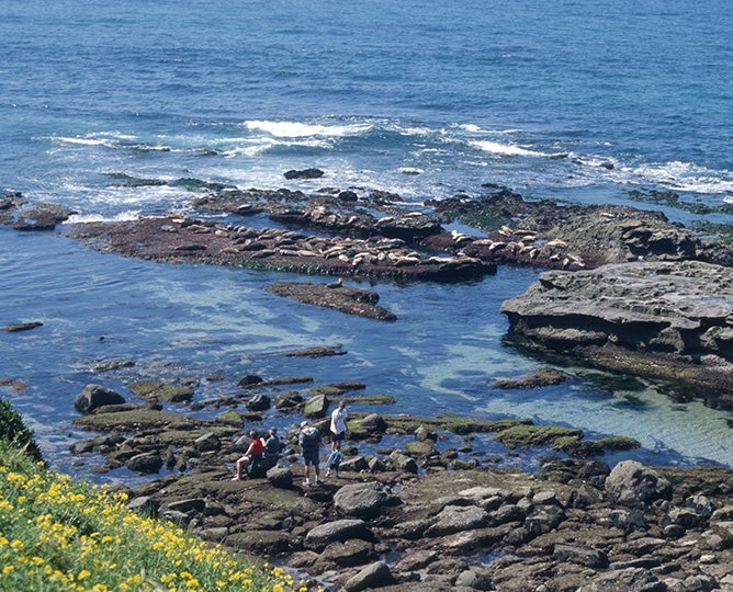 Photo of California tide pool