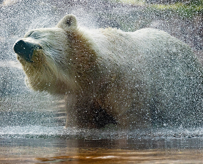 polar bear shaking water off