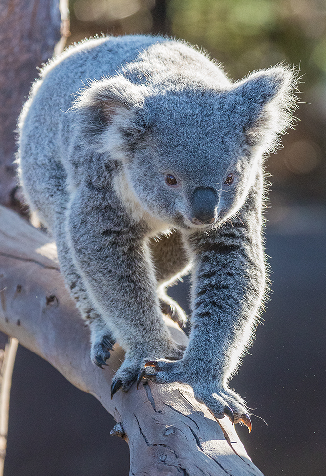 koala climbing on a branch