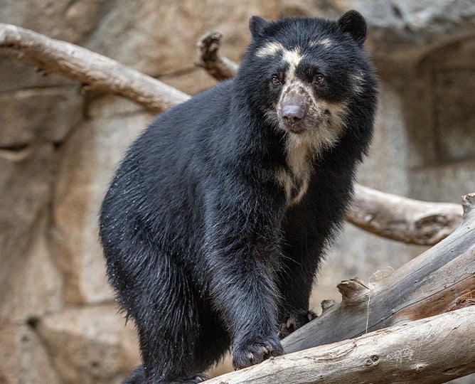 bear