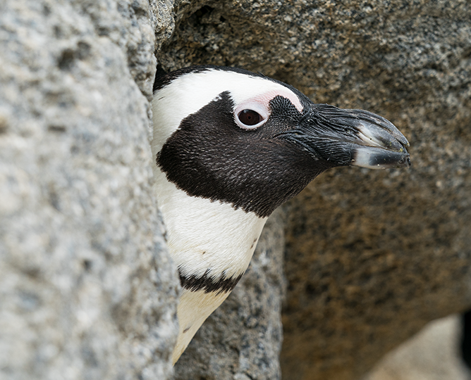 Penguin up close