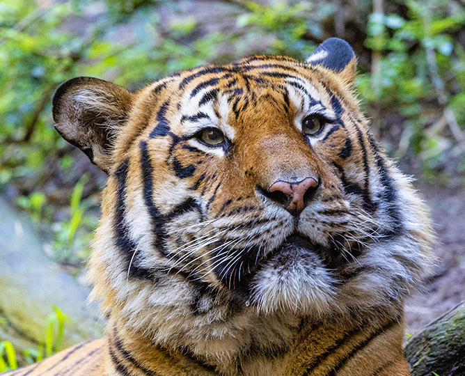 Tiger Face