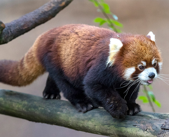 Red Panda