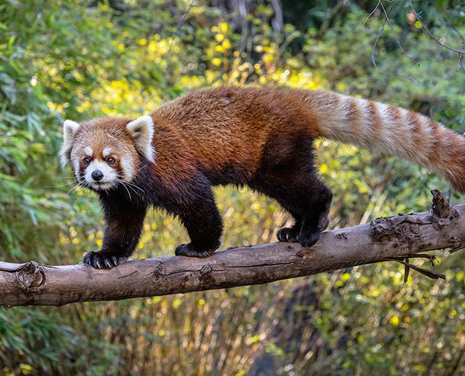 Red Panda on branch