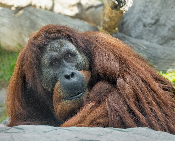 Orangutan