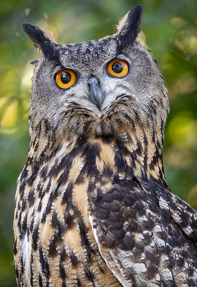 Eurasian Eagle Owl