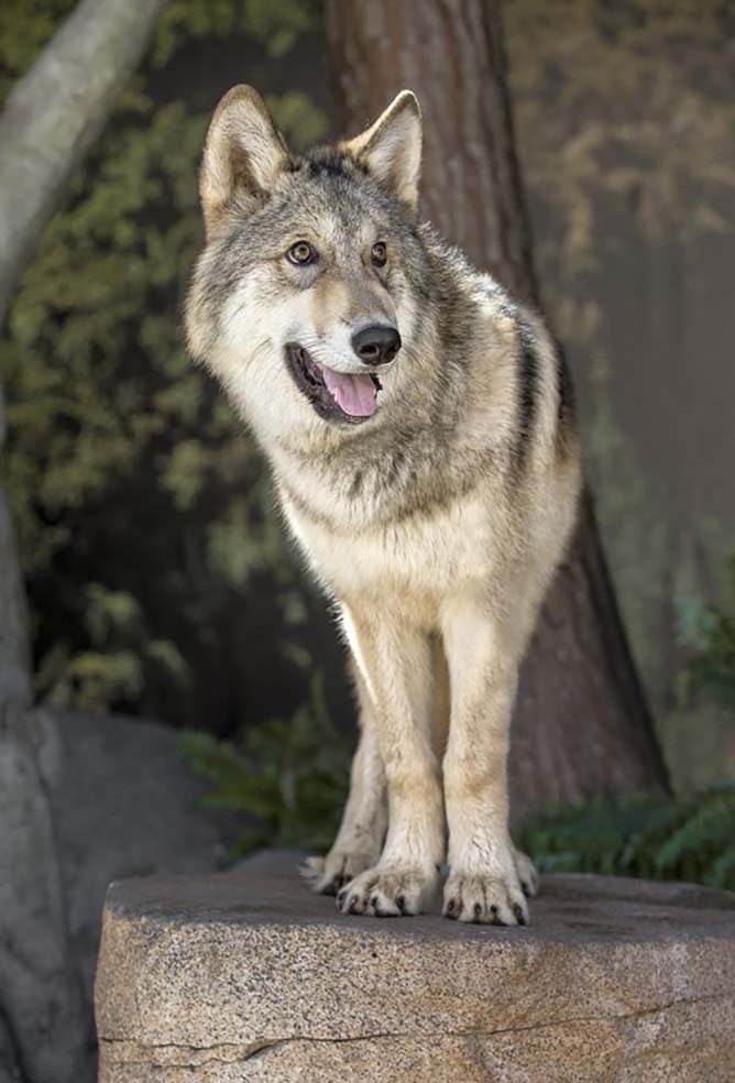 Inside Look Tours | San Diego Zoo