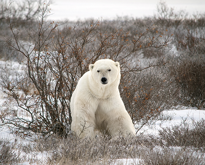 polar bear in a snowy landscape with bushes