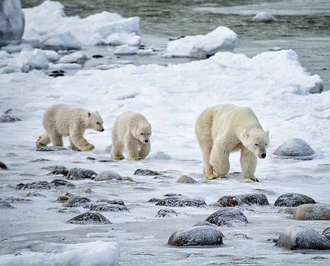 three polar bears walking across snow with ocean in the background