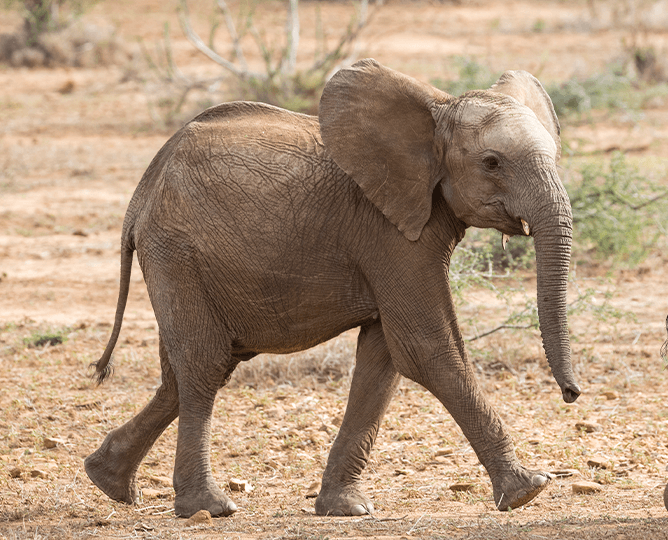 Young elephant walking. 