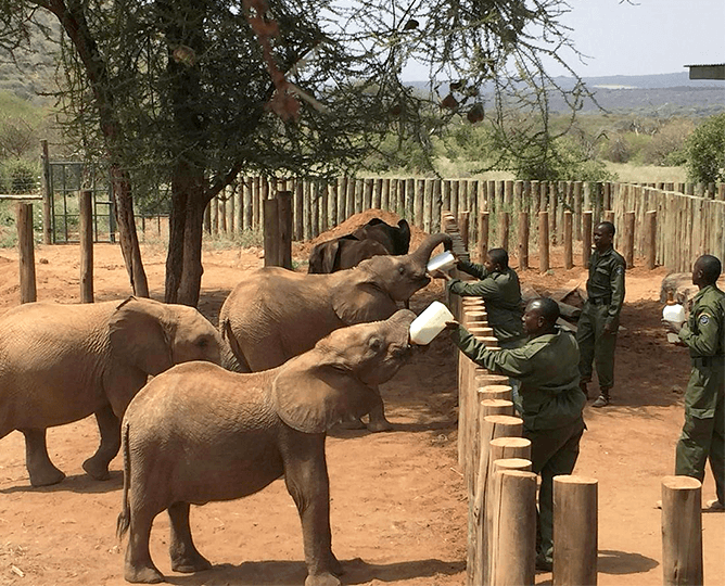 Reteti project - elephants fed by care staff. 