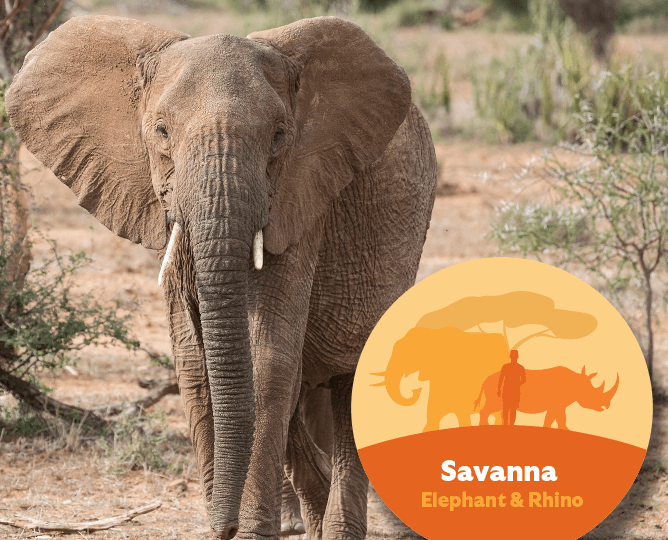 Elephant with savanna hub icon.