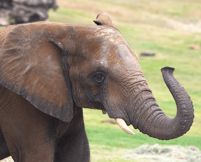 Elephant with trunk up. 