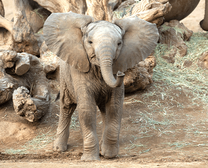 Baby elephant looks at the camera.