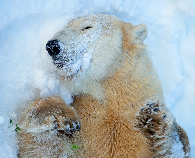 Up close portrait of polar in snow