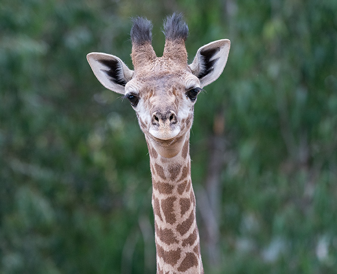giraffe looking at camera