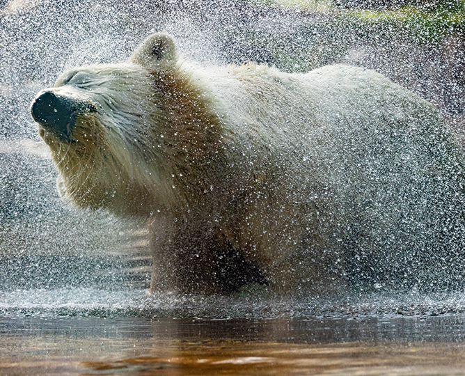 polar bear standing in the water and shaking, spraying droplets of water everywhere