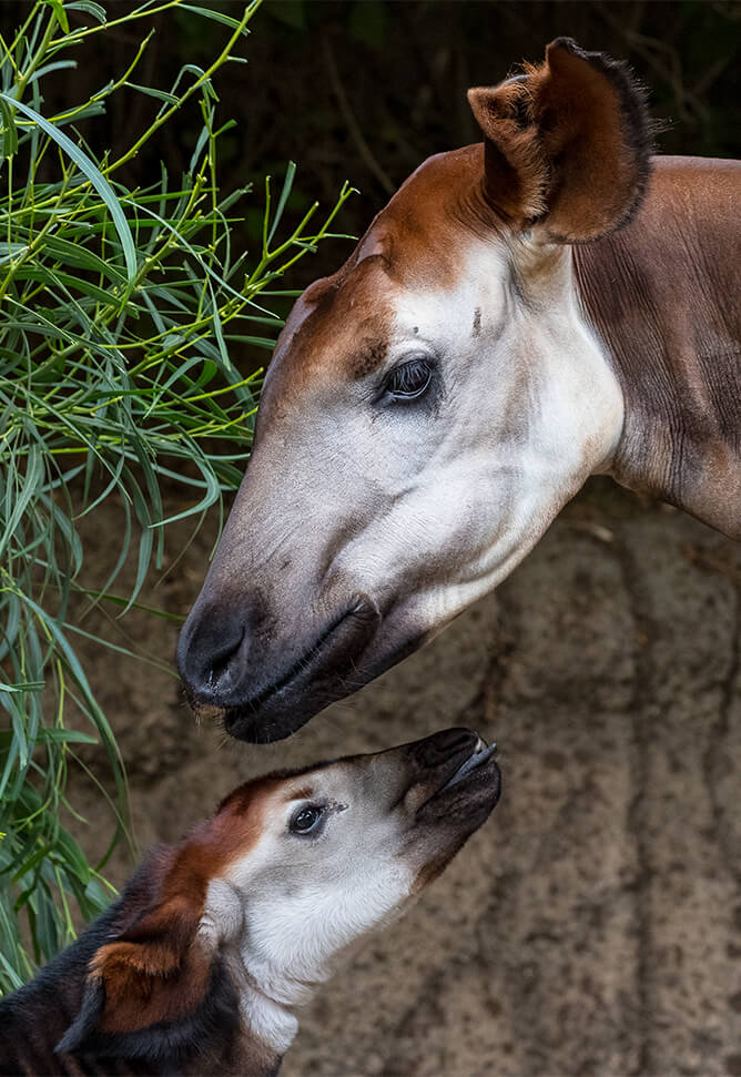 okapi mom and baby