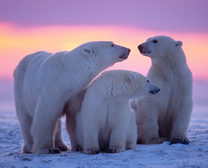 Polar Bear Family 